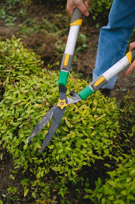 A gardener's hand, wearing a blue sleeve, is seen holding hedge shears with yellow and grey handles positioned to trim a dense, vibrant green hedge. The hedge, composed of small, glossy leaves, partia