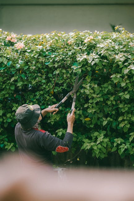 A gardener's hand, wearing a blue sleeve, is seen holding hedge shears with yellow and grey handles positioned to trim a dense, vibrant green hedge. The hedge, composed of small, glossy leaves, partia