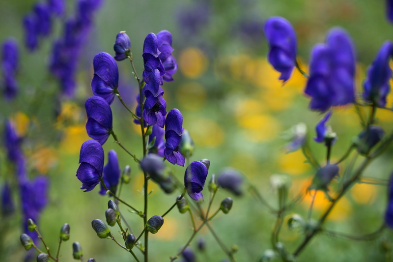 Garden yard