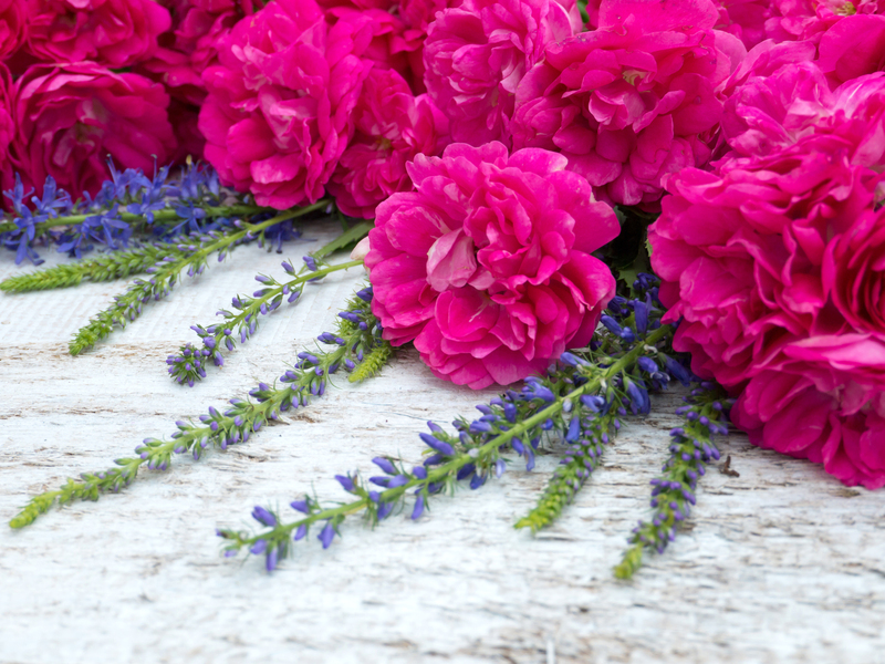 plants plants  / mist plants